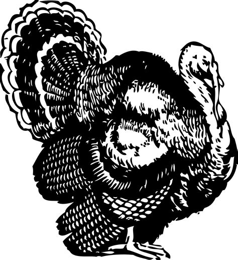 turkey clip art|turkey clip art free black and white.